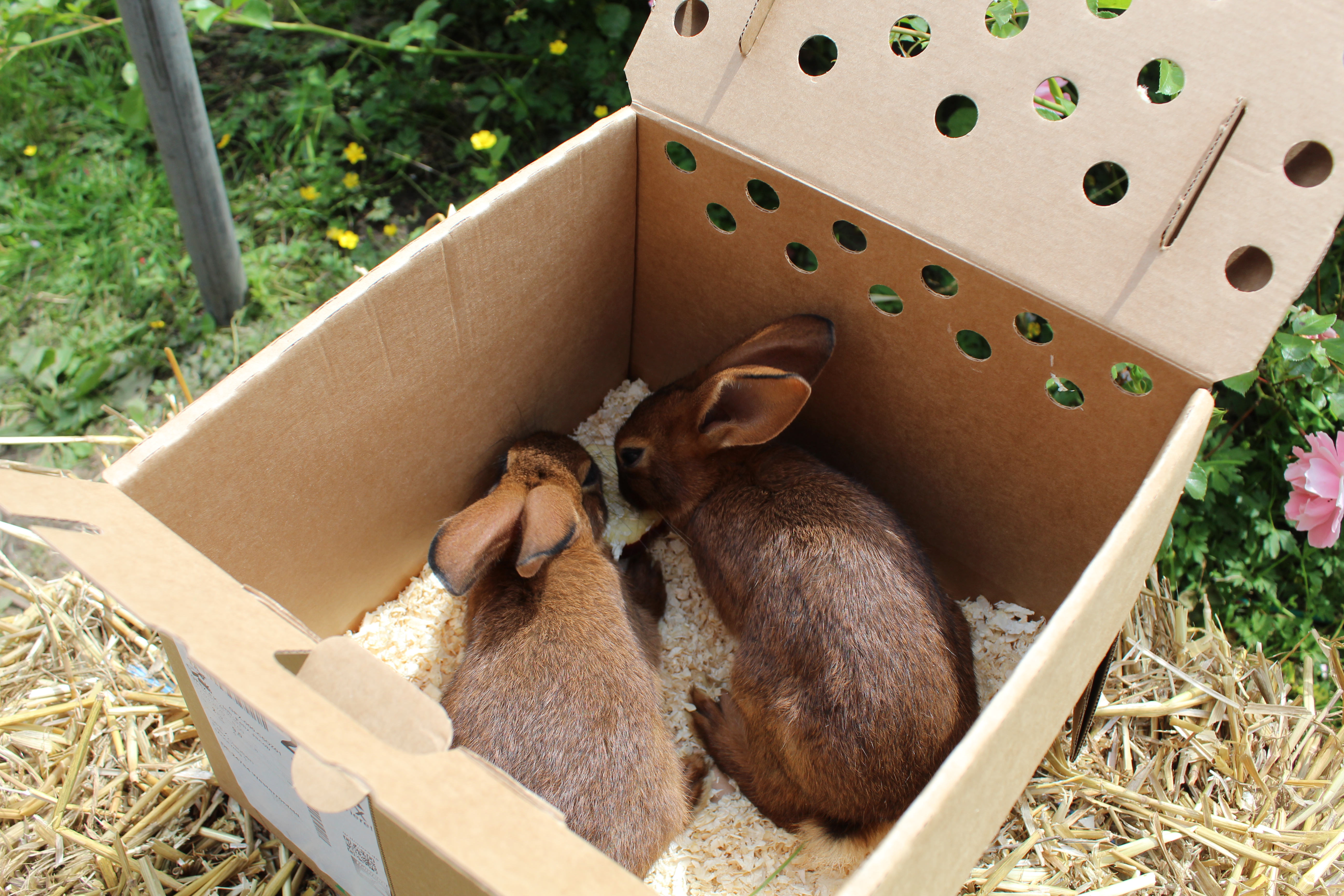 Zwei Kaninchen im Versandkarton