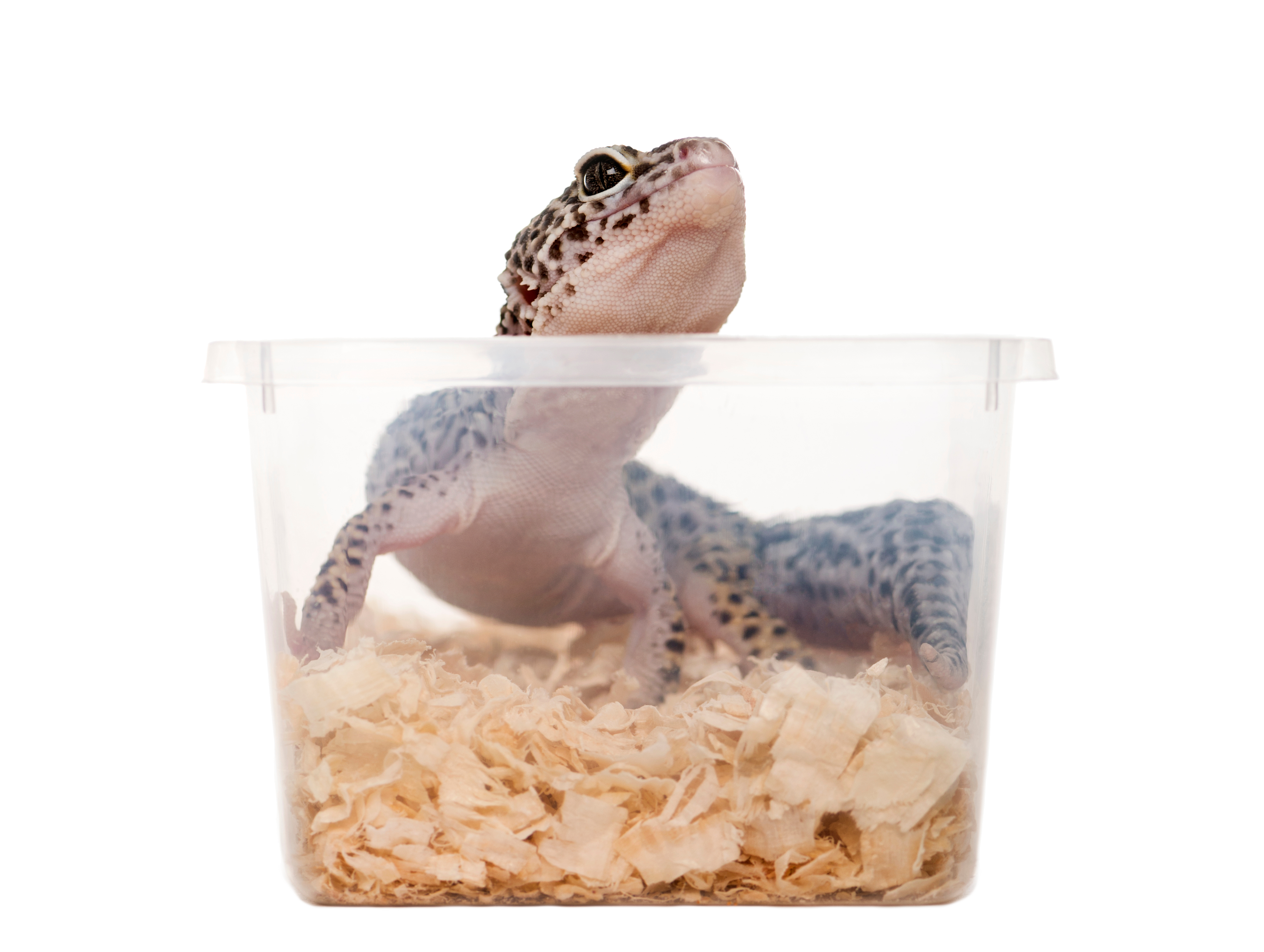 Reptil in Kunstoffbox mit Einstreu